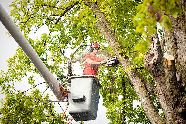 How Our Tree Care Process Works  in  Six Mile Run, NJ