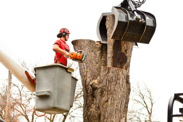 Best Tree Preservation Services  in Six Mile Run, NJ